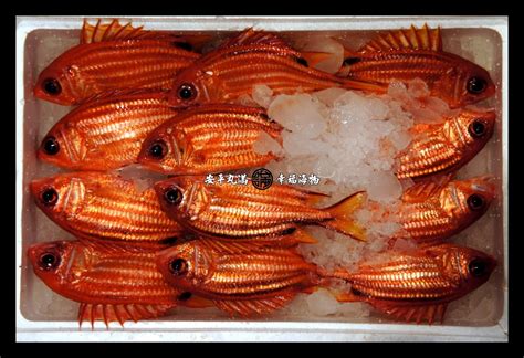 紅鐵甲魚|臺灣魚類資料庫